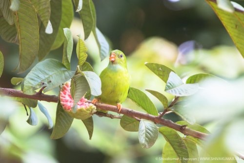 © Shivakumar L Narayan | www.shivakumar.net