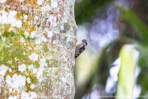 © Shivakumar L Narayan | www.shivakumar.net