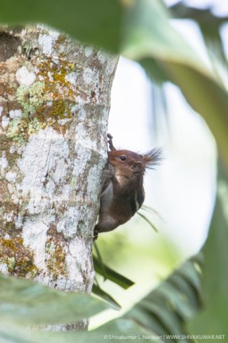 © Shivakumar L Narayan | www.shivakumar.net