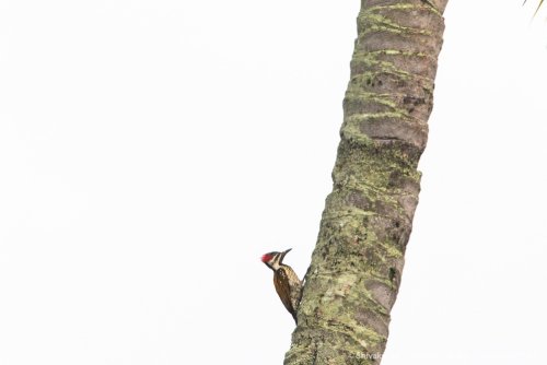 © Shivakumar L Narayan | www.shivakumar.net