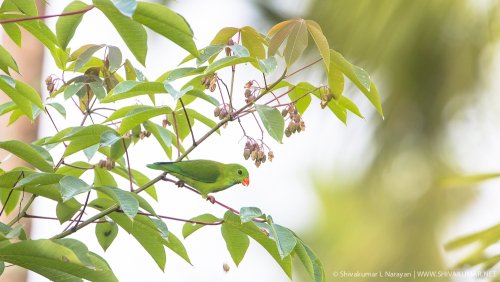 © Shivakumar L Narayan | www.shivakumar.net