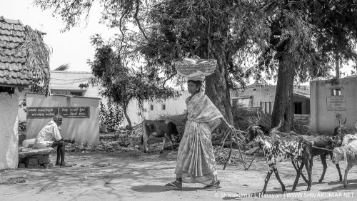 © Shivakumar L Narayan | www.shivakumar.net